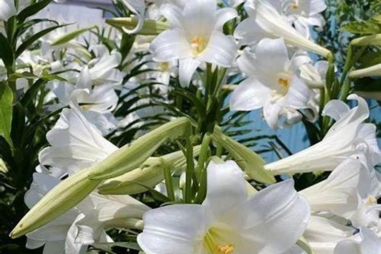 三七的叶子图片是什么样的？