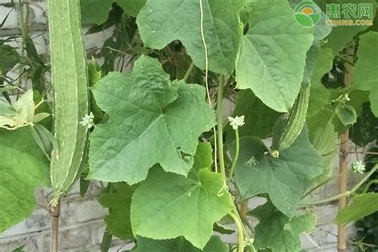 膨果期钾肥和钙肥可一起冲施吗