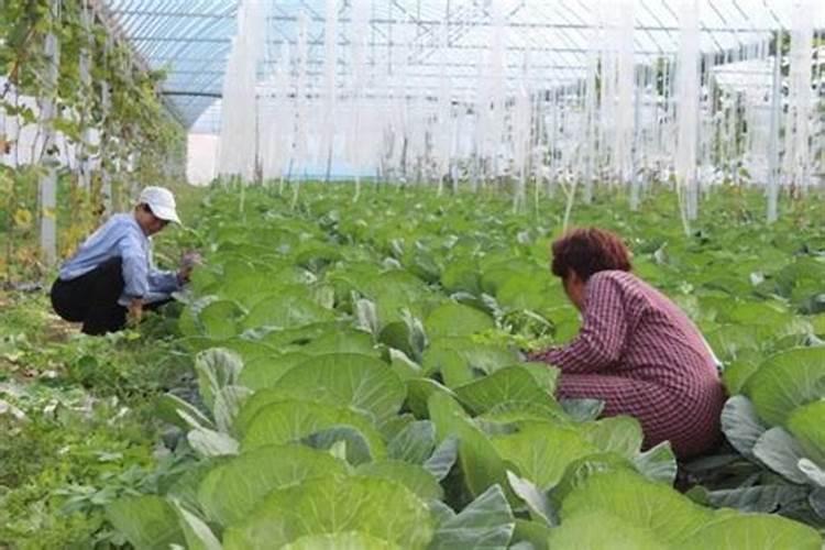 露天越冬大头菜种植技巧 大头菜种植技巧是什么