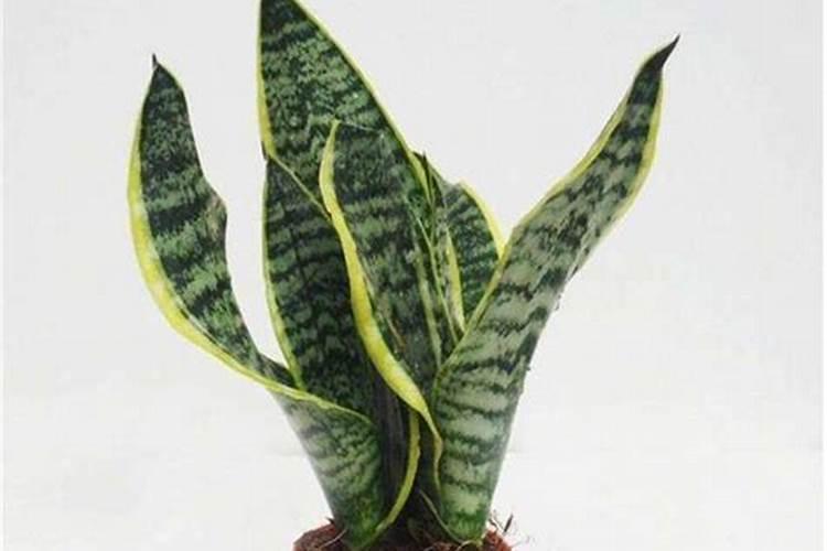 虎皮兰用什么肥料最好