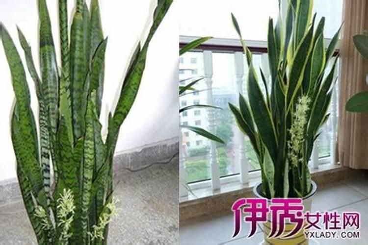 虎皮兰浇水要浇透吗 虎皮兰怎么施肥