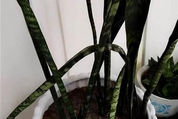 虎皮兰需要施肥吗