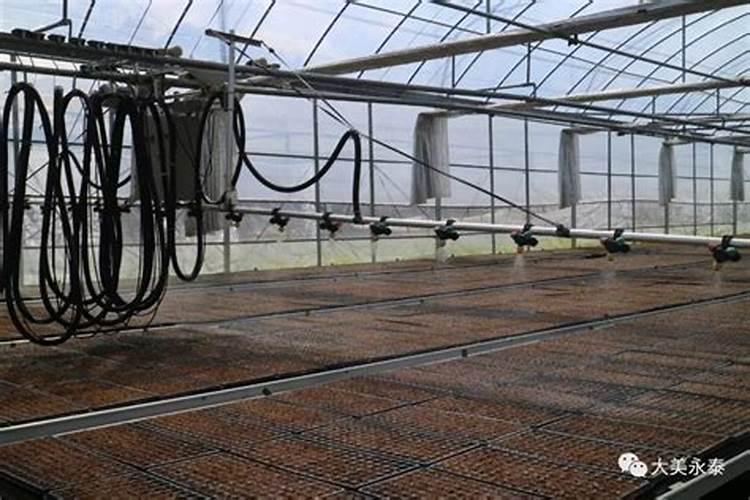 蔬菜水溶肥怎么用？需要注意哪些问题？