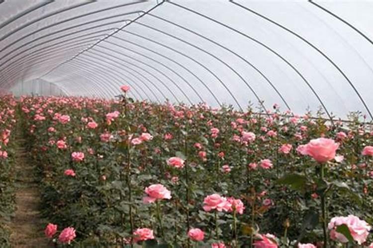 为何氮肥施用过多会引起小麦瘪粒增多