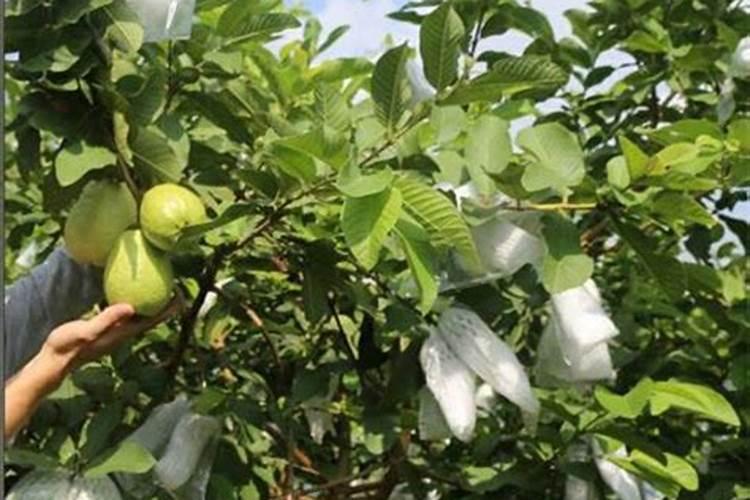 秸秆还田对土壤的影响