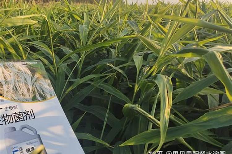 2025年6月大姜管理指南:抓住关键期,为高产保驾护航!