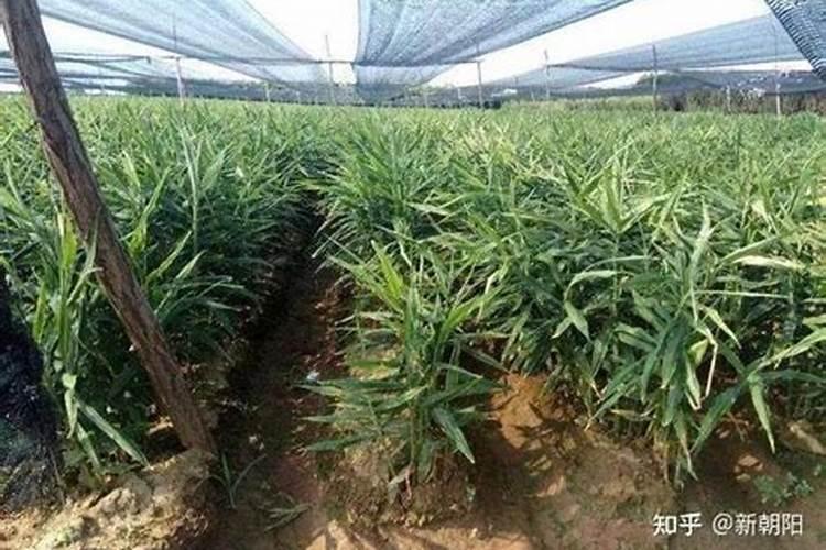 大姜种植后头两次浇水应怎么冲施肥料？
