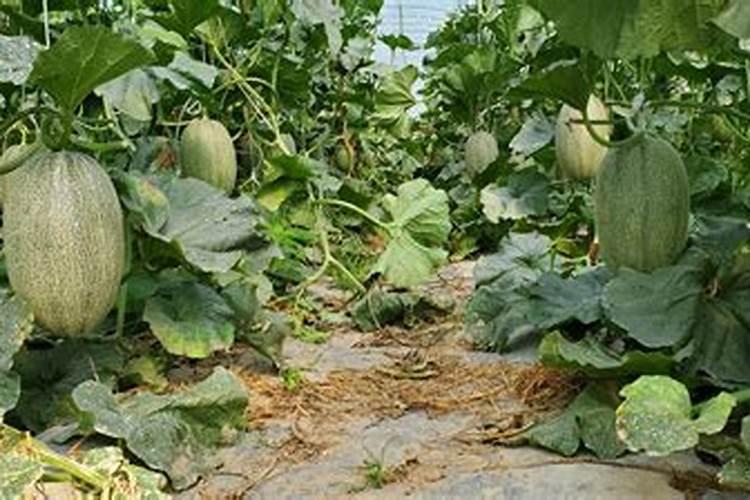 蟹爪兰能经常往叶片喷水吗