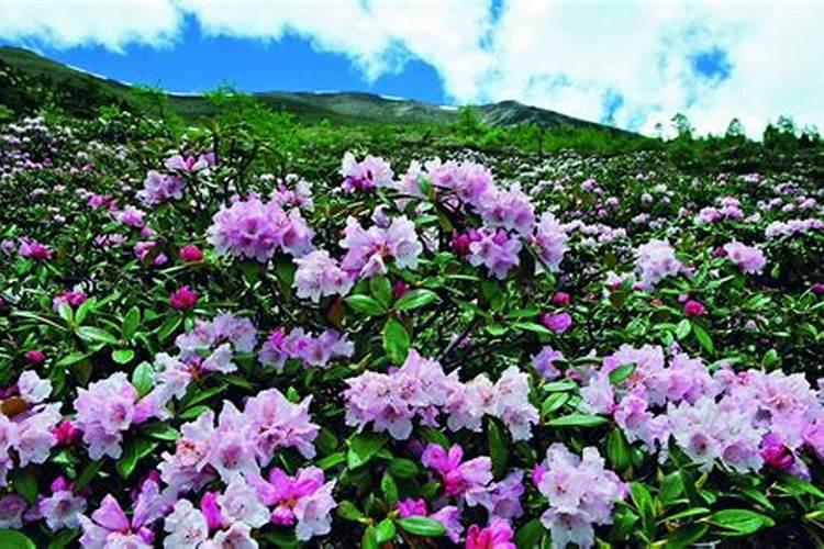 杜鹃花期能用芸苔素吗？
