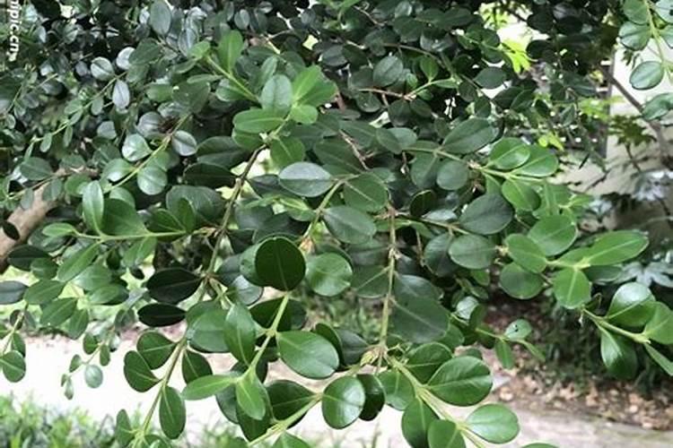 太阳花用什么肥料好