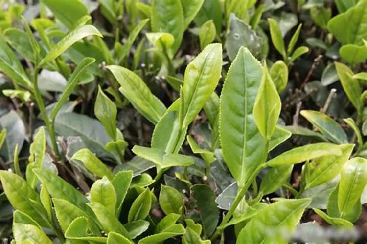 桃树什么时候用水溶肥最好