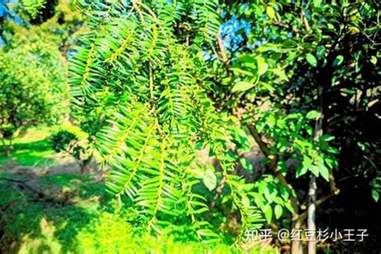 沃柑用什么肥料最好