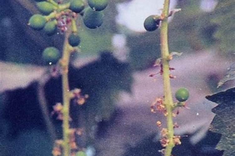 葡萄开花前用什么肥好