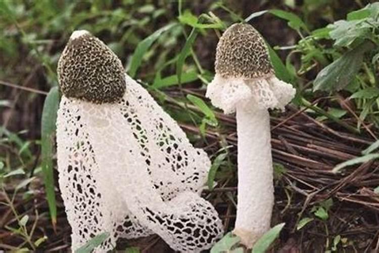 果树只开花不结果,作果率低用什么肥料好？