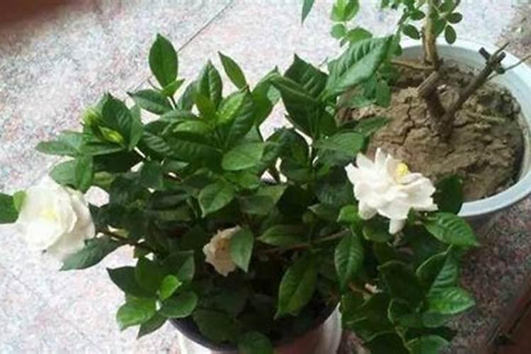 栀子花叶子干枯怎么办