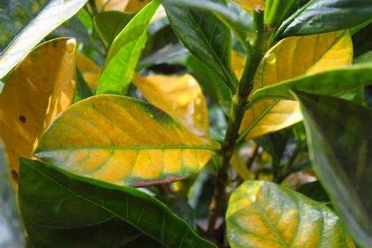 小叶栀子花叶子发黄怎么办