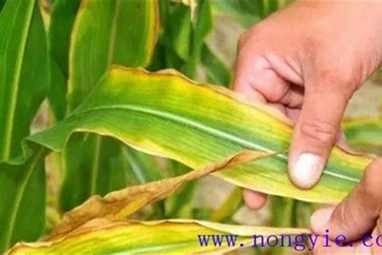 作物中微量元素缺乏原因及补充的必要性分析