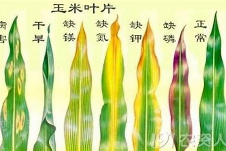 苗期可以放中微量元素肥吗