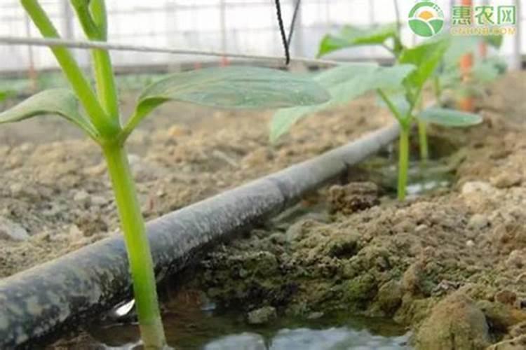 大量元素水溶肥掌握4点使用方法