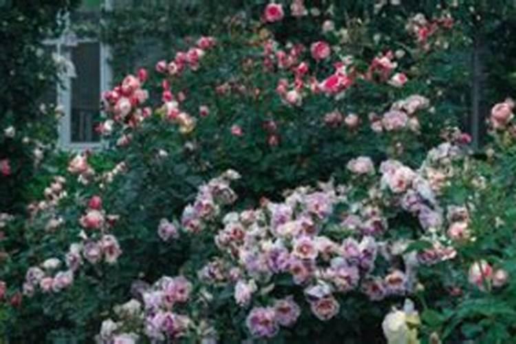 大葱冲什么肥长的快