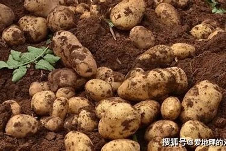 大葱喜欢什么肥料