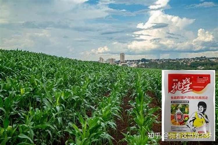 玉米打什么样的叶面肥