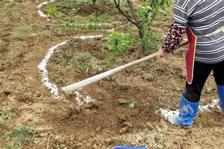 芸苔素和哪些肥料搭配使用,效果最佳呢？