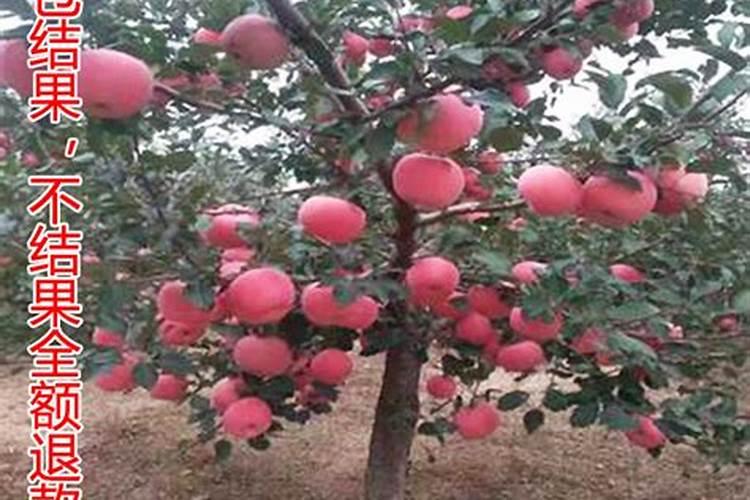 黄瓜叶子上都是黄色点点,而且生长缓慢!