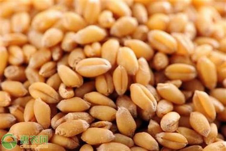 小麦返青用什么肥最好