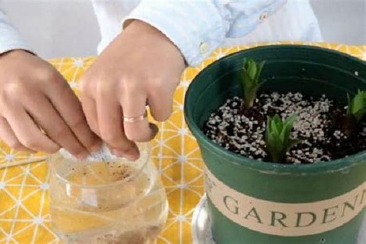 在哪里可以买到硒肥？