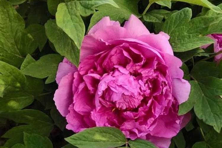 钾肥价格多少钱一吨 如何挑选优质的钾素肥料