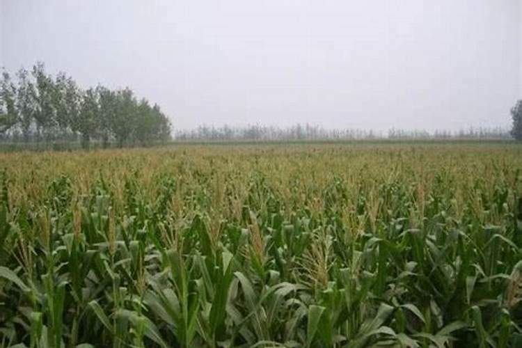 佛手瓜如何养殖