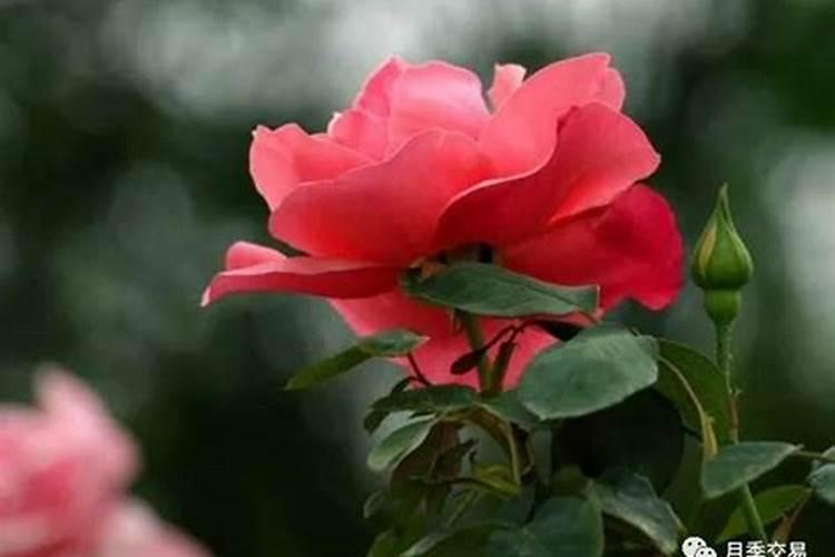 月季施肥过多症状 月季施肥注意事项