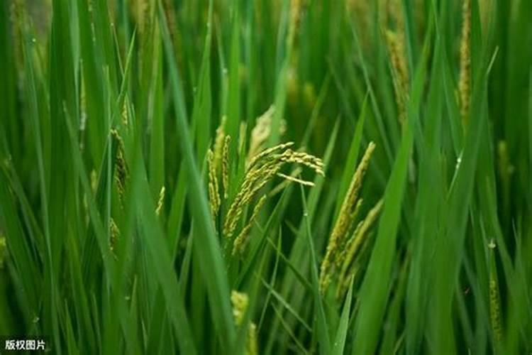 氨基酸叶面肥最好品牌