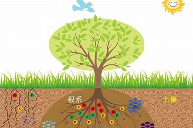 动物和植物元素含量的区别？希望有网友可以帮忙告知!