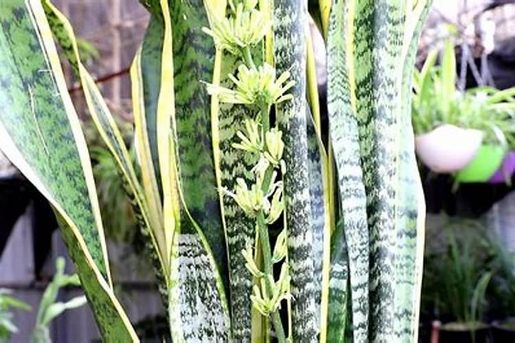 如果来不及拍竹笋虎皮兰该怎么办？