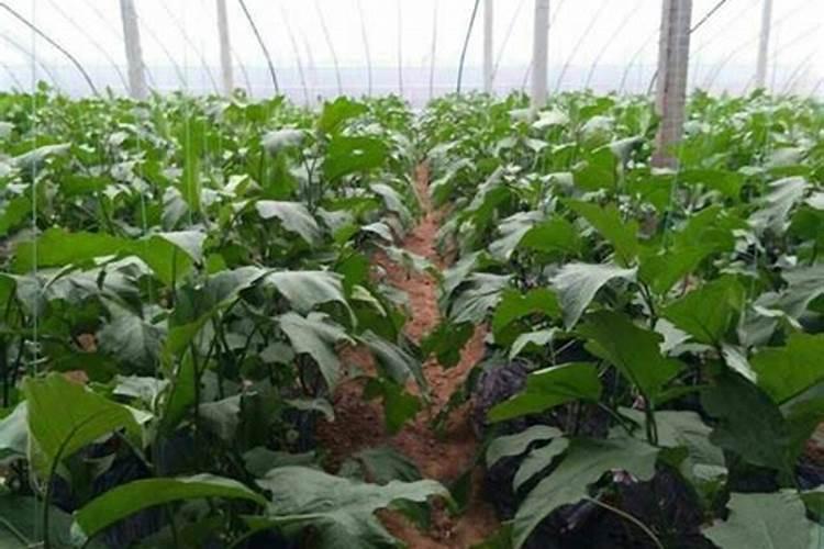 茄子用什么肥料最好