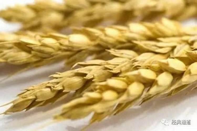 桔树的种植方法