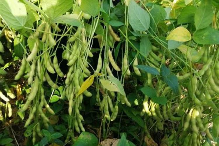 草坪冬季最后一次浇水