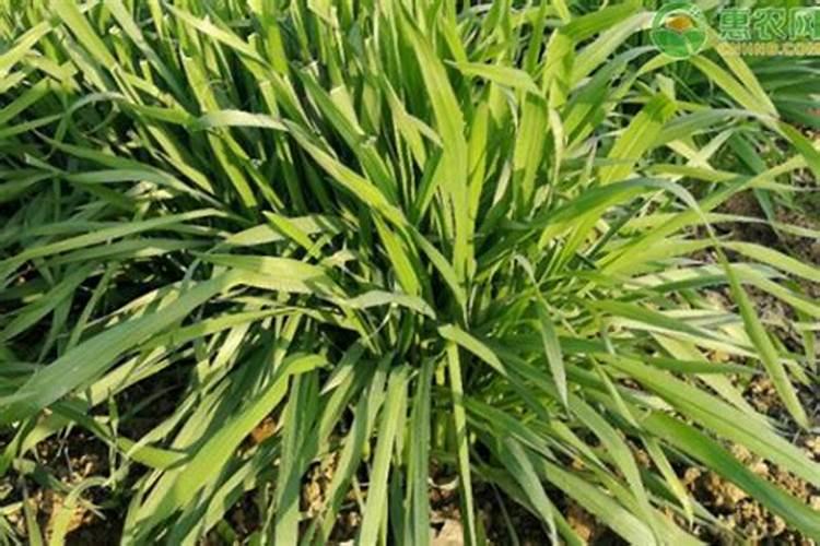 三氟苯嘧啶的优缺点