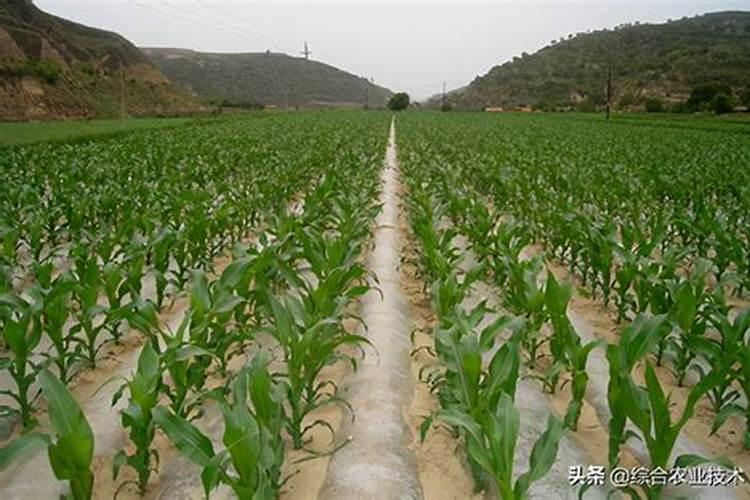 玉米种肥用啥肥料