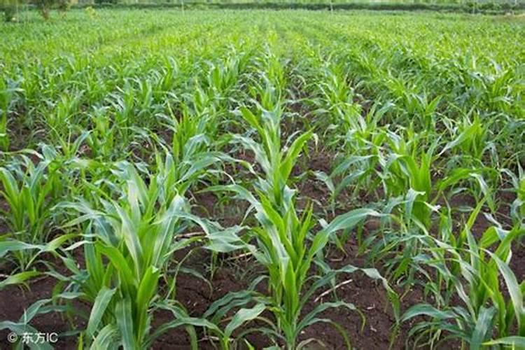 玉米怎么施肥？玉米施肥方法