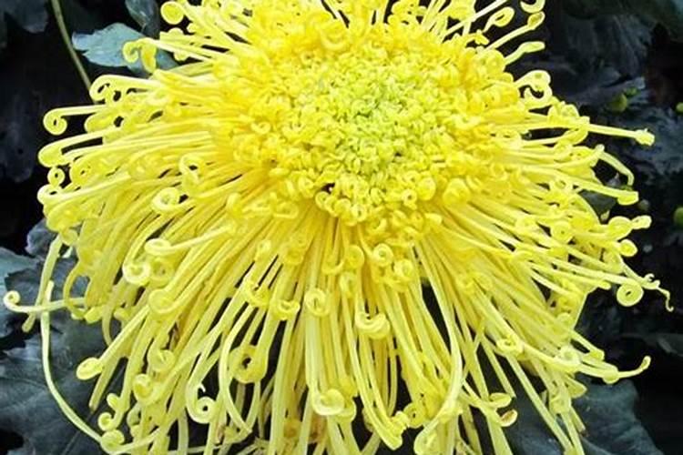 苦瓜黄叶病用什么药效果好