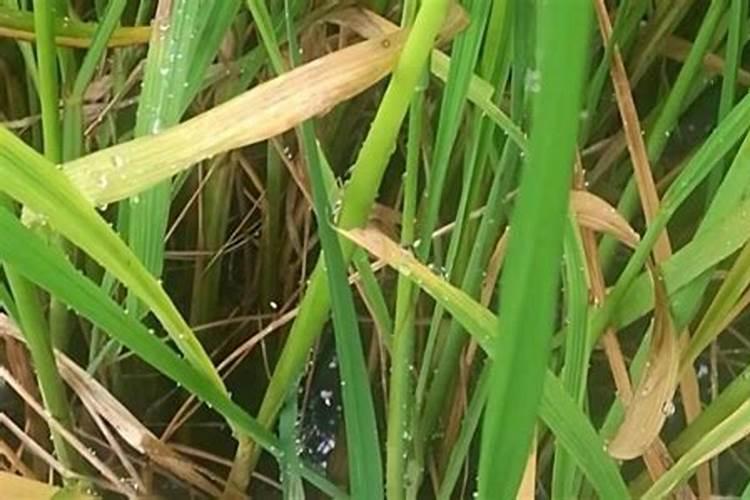 水稻3遍药怎么配