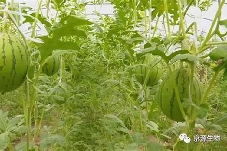 ...现在丝瓜藤都长到两米多长了可还是没有雌花出现该怎么办？百度...