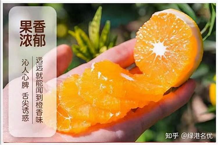 青见果冻橙好吃吗