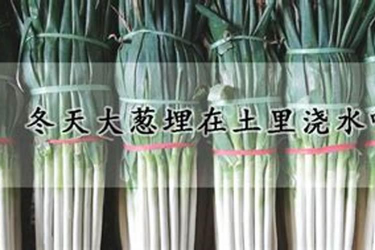 种植大葱什么时候施肥效果好？大葱在什么时期就要施肥呢？