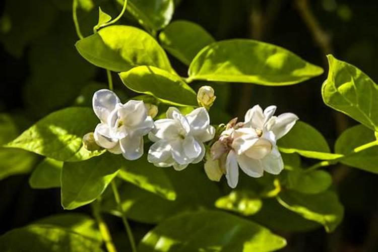 骨粉养花的正确用法、哪些花不可以施骨粉