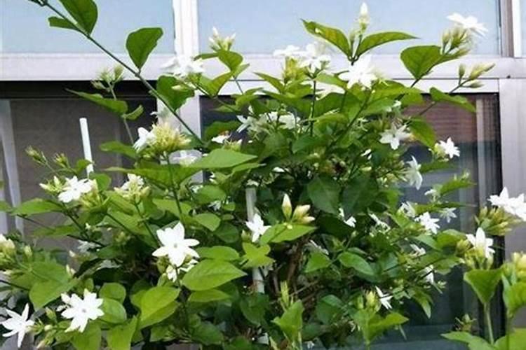 骨粉适合什么花当肥料、骨粉肥的注意事项