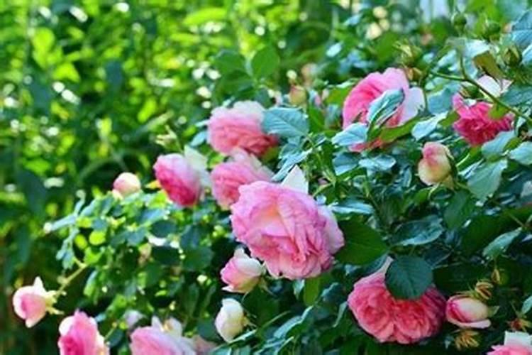 养花别光浇水,记住施肥口诀,根肥叶绿开花多